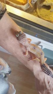 Zwei Leopardgeckos abzugeben (gerne mit Terrarium 100x50x50cm)