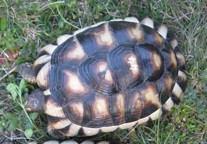 Breitrandschildkröte mit 500 Gramm