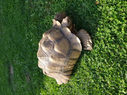 2 Spornschildkröten abzugeben 