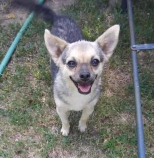 Bodka sucht ein zuhause 