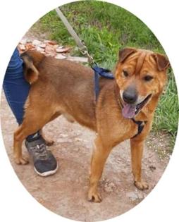 KICSI - 45 cm - SHAR PEI  IN NOT! ( aus dem Tierschutz)
