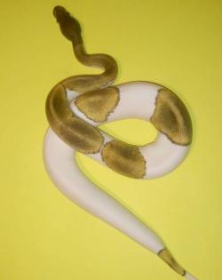 1.1 Königspythons, mojave piebald und mojave YB het Piebald 