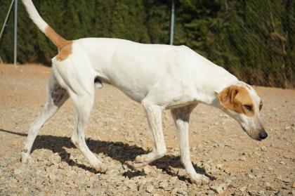 Eddin sucht ein neues zu Hause