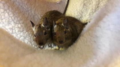 2 Degus zu verschenken 