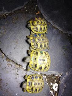 Griechische Landschildkröten (Thb) Nachzucht von2021 zu Verkaufen. Mit EU- Besc