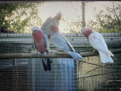 Suche Lutino Rosakakadu weibchen 