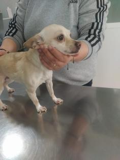 Bella sucht ein neues zu Hause