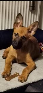 Malinois Mischlingswelpe