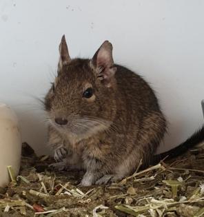 2 Degus Männlich 