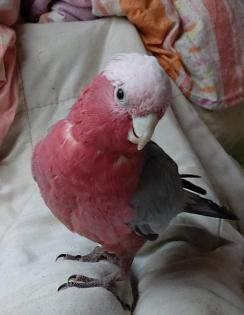 Rosa kakadu