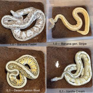 2,2 Königspythons   Python regius  abzugeben