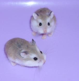 Junge Zwerghamster, kleine Hamster