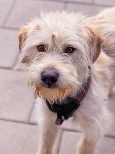 Aktiver, verspielter Terrier-Mischling Peyton