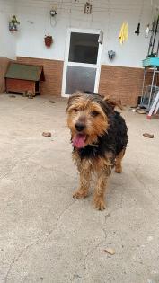 Duque sucht ein neues zu Hause