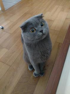 BKH Scottish Fold - Deckkater