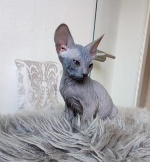 Don Sphynx Junge blau