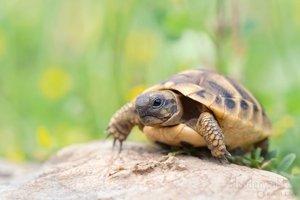 Griechische Landschildkröten