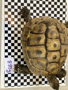 Adulte.männl.  Landschildkröte