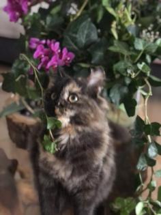 Katze Dori sucht ein liebevolles Zuhause …