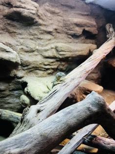 Stachelschwanzwaran (Varanus acanthurus) männlich, ca. 5 Jahre alt
