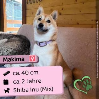 Makima - sozial, lustig und frech
