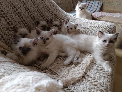 Zauberhafte Heilige Birmababys suchen Dich!!!