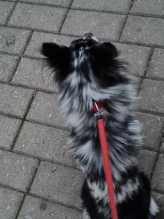 Deckrüde Chihuahua Silber Merle