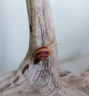 Gefleckte Weinbergschnecken Babys ( Cornu aspersum )