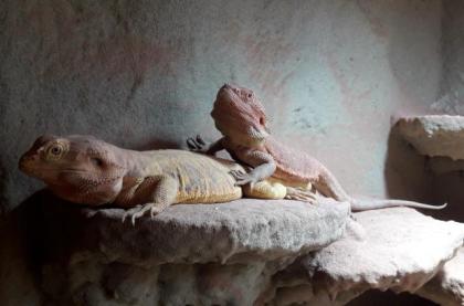 Suche Bartagame 0.1. adultes Weibchen.