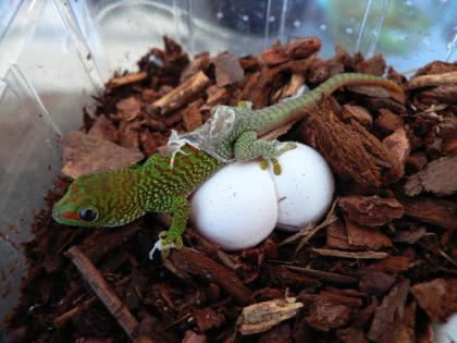 Große Madagaskar Taggeckos Jungtiere 0.0.5 DNZ 07-09/24 High Red