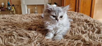 Perser Baby´s mit richtige Nase
