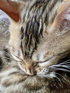 Reinrassige liebevolle Bengal Kitten mit Stammbaum
