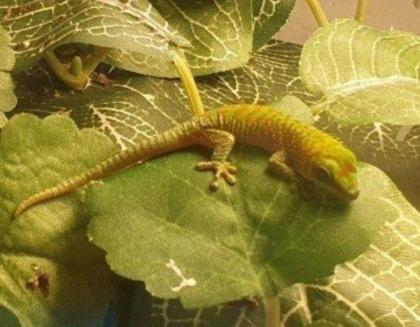 Phelsuma Grandis Jungtiere 2024