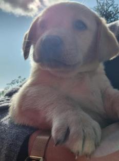 Labrador Welpe