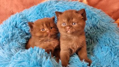 Bkh Kitten in seltener Farben.Stammbaum