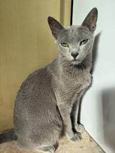 Russisch Blau Kitten