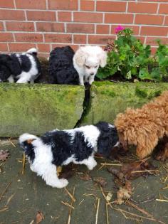 Cockapoo pudel cocker zauberhafte welpen