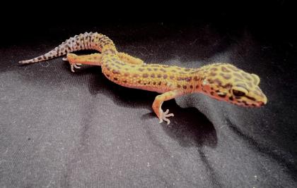 Leopardgekos weiblich aus 2024