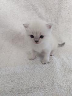 Sechs süße BKH Kitten geb. 06.05.23 suchen ab Ende Juli ein neues Zuhause