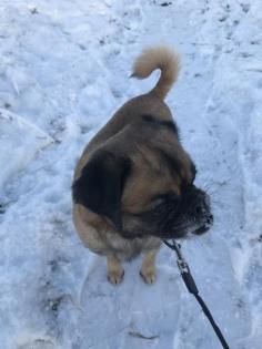 Retro Mops Rüde 