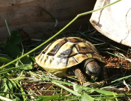 Griechische Landschildkröten, Thb. un Thh. (kleinbleibende Unterart aus dem west