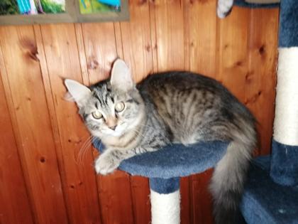 Gebe 3 Maine Coon mix Kitten ab