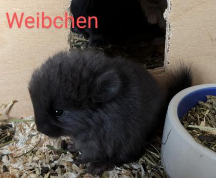 Chinchilla Babys (Angora / Angoraträger) suchen ein Zuhause