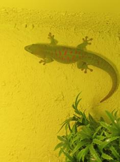 Madagaskar Taggeckos mit Terrarium