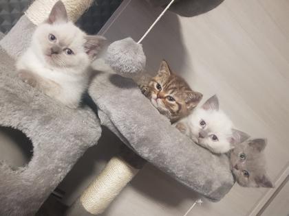 BKH Kitten Britisch Kurzhaar