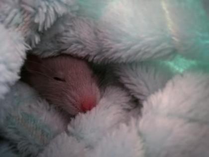 Süße Ratten böcke und Weibchen 