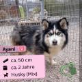 Ayani, 2 Jahre, 50cm