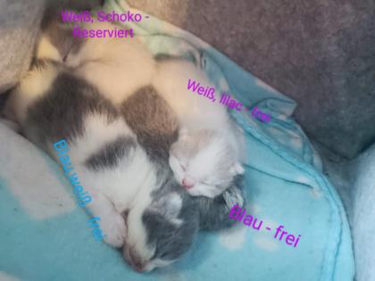 Wunderschöne Hauskatzen BKH