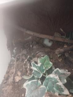 Nhandu Chromatus 0.1