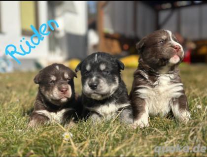 Showline Labrador husky Welpen